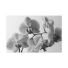 Orchid Meadow Standard Canvas