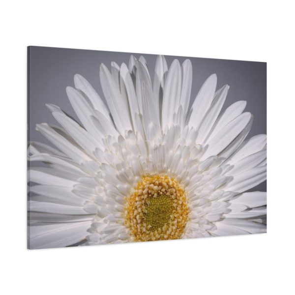 91638-255.jpg White Daisy Standard Canvas