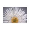 91638-256.jpg White Daisy Standard Canvas