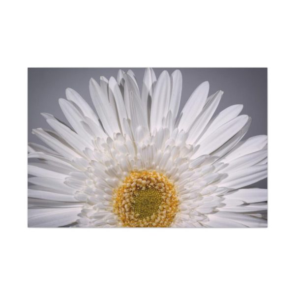 91638-256.jpg White Daisy Standard Canvas