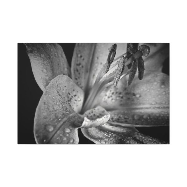Black and White  Standard Canvas