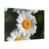 91638-260.jpg White Daisy Flower Standard Canvas