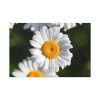 91638-261.jpg White Daisy Flower Standard Canvas