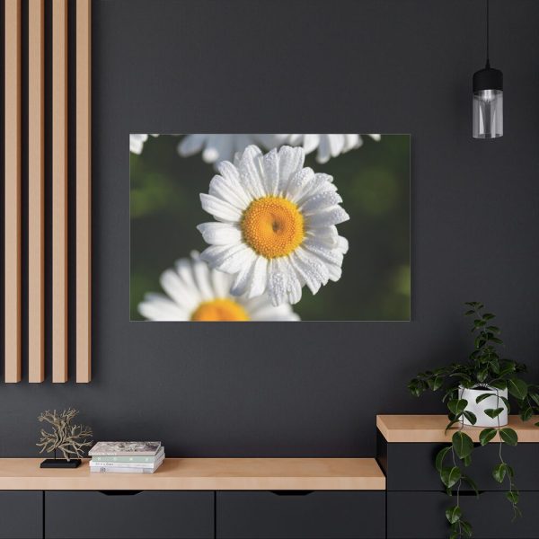 91638-263.jpg White Daisy Flower Standard Canvas