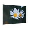 91638-270.jpg Wild Daisy Standard Canvas
