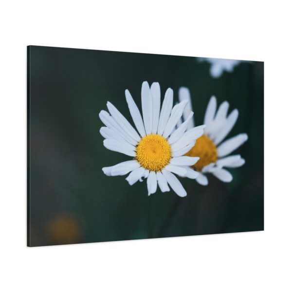 91638-270.jpg Wild Daisy Standard Canvas