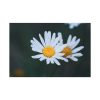 91638-271.jpg Wild Daisy Standard Canvas