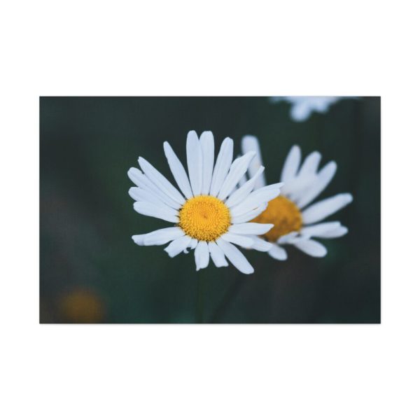 91638-271.jpg Wild Daisy Standard Canvas