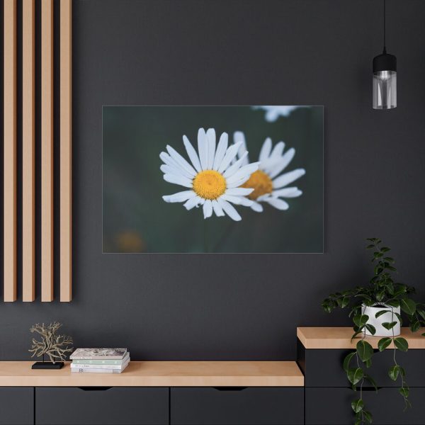 91638-273.jpg Wild Daisy Standard Canvas