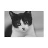 91638-316.jpg Bicolor Cat Standard Canvas