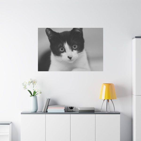 91638-317.jpg Bicolor Cat Standard Canvas