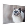 91638-320.jpg Closeup of a Blue Eyed Cat Standard Canvas