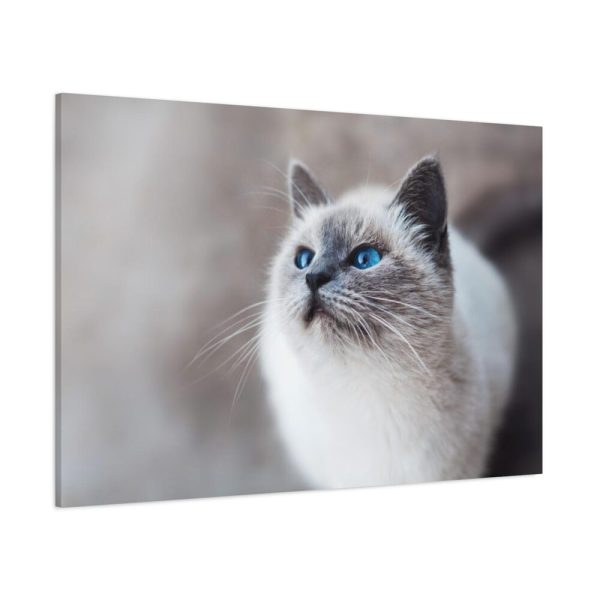 91638-320.jpg Closeup of a Blue Eyed Cat Standard Canvas