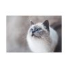 91638-321.jpg Closeup of a Blue Eyed Cat Standard Canvas
