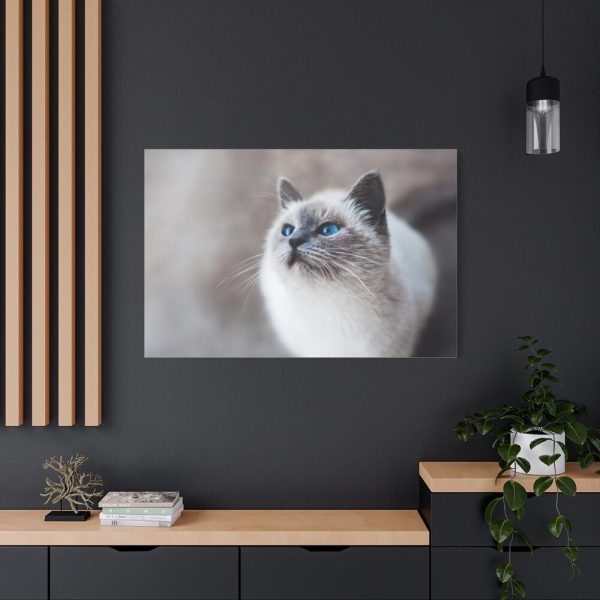 91638-323.jpg Closeup of a Blue Eyed Cat Standard Canvas