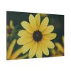 91638-325.jpg Blooming Yellow Petaled Flowers Standard Canvas