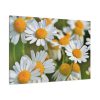 91638-330.jpg White Flowers Standard Canvas