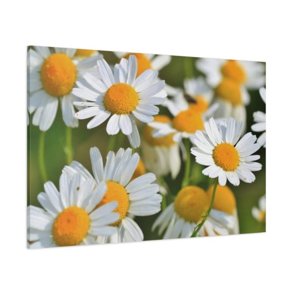 91638-330.jpg White Flowers Standard Canvas