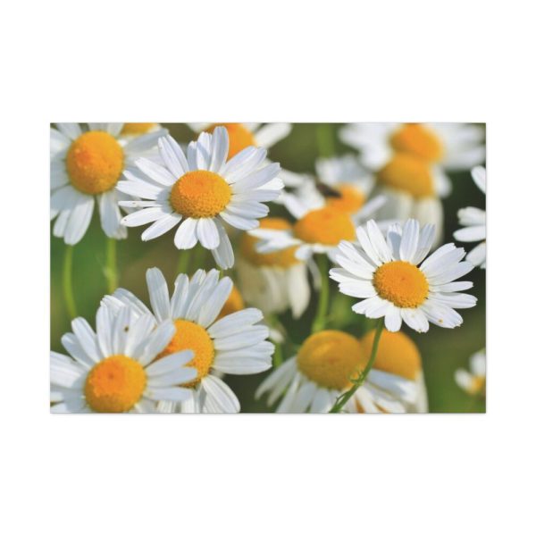 91638-331.jpg White Flowers Standard Canvas
