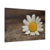91638-335.jpg Daisy Family Standard Canvas