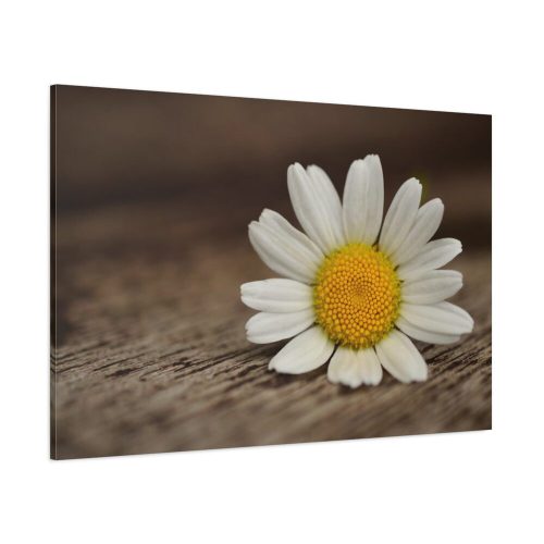 91638-335.jpg Daisy Family Standard Canvas