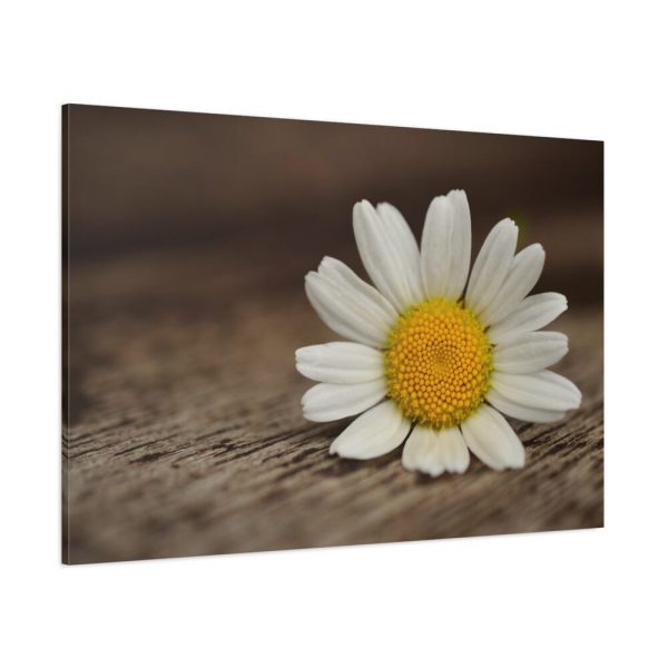91638-335.jpg Daisy Family Standard Canvas