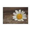 91638-336.jpg Daisy Family Standard Canvas