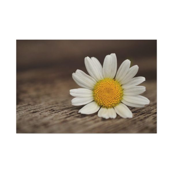 91638-336.jpg Daisy Family Standard Canvas