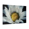 91638-345.jpg Daisy Pollen Standard Canvas