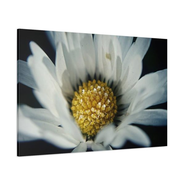 91638-345.jpg Daisy Pollen Standard Canvas