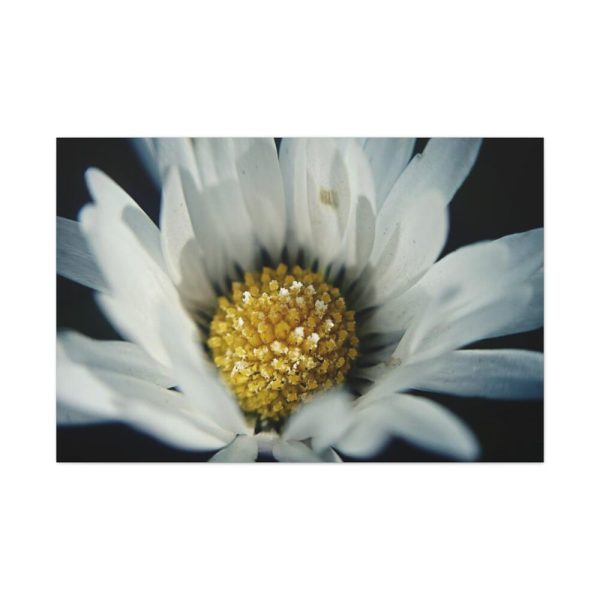 91638-346.jpg Daisy Pollen Standard Canvas