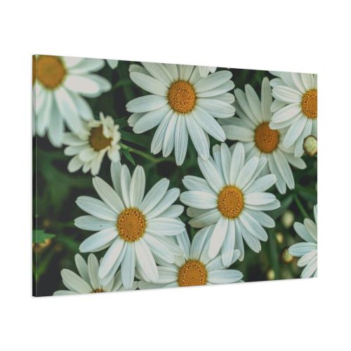 Blossom Daisy Standard Canvas