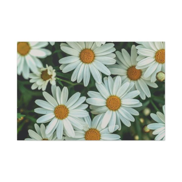 91638-356.jpg Blossom Daisy Standard Canvas