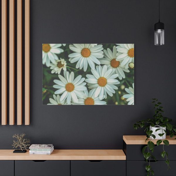 91638-358.jpg Blossom Daisy Standard Canvas