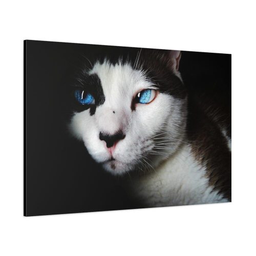 Bicolor Cat with Piercing Blue Eyes Standard Canvas