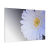 91638-385.jpg White Gerbera Standard Canvas