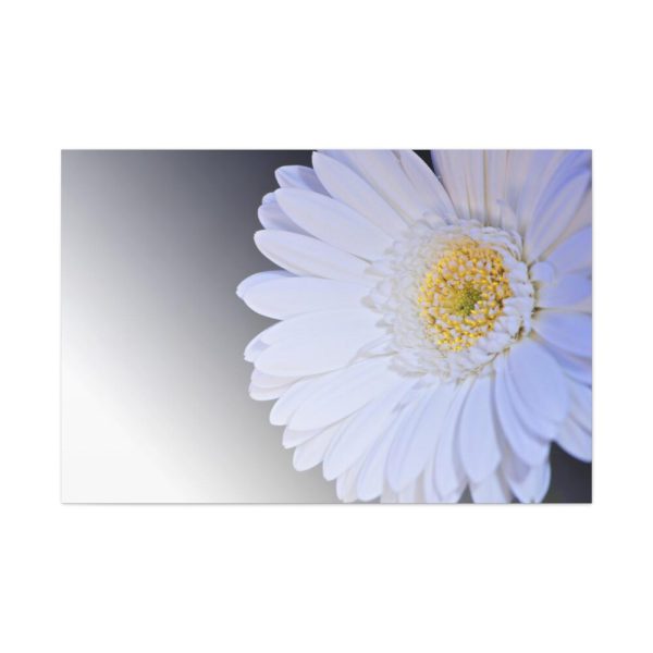 91638-386.jpg White Gerbera Standard Canvas