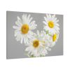 91638-395.jpg White Daisy Bloom Standard Canvas
