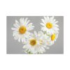 91638-396.jpg White Daisy Bloom Standard Canvas