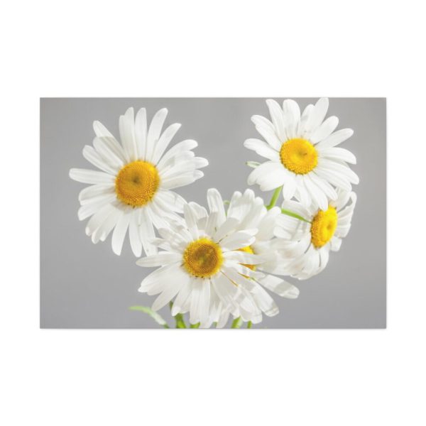 91638-396.jpg White Daisy Bloom Standard Canvas