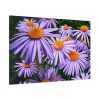 91638-400.jpg Wild Flower Standard Canvas