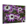 91638-405.jpg Purple Garden Cosmos Standard Canvas