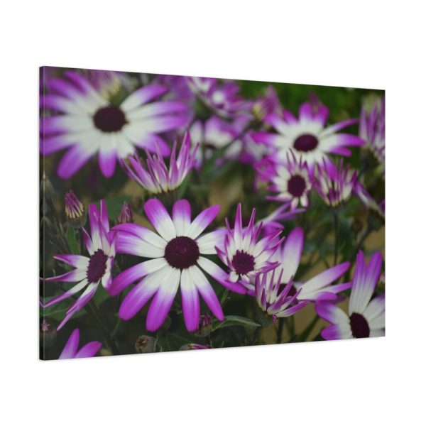 91638-405.jpg Purple Garden Cosmos Standard Canvas