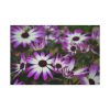 91638-406.jpg Purple Garden Cosmos Standard Canvas