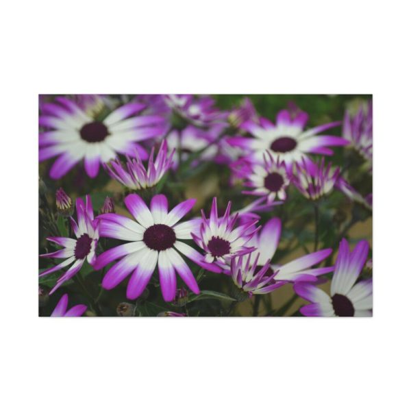 91638-406.jpg Purple Garden Cosmos Standard Canvas