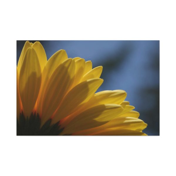 91638-411.jpg Daisy Gerbera Standard Canvas
