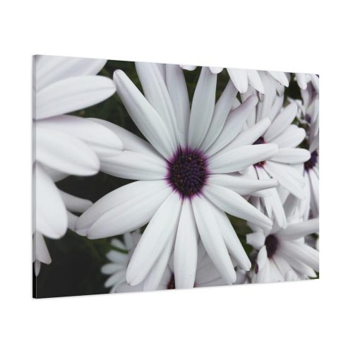 91638-415.jpg Flower Petal Standard Canvas