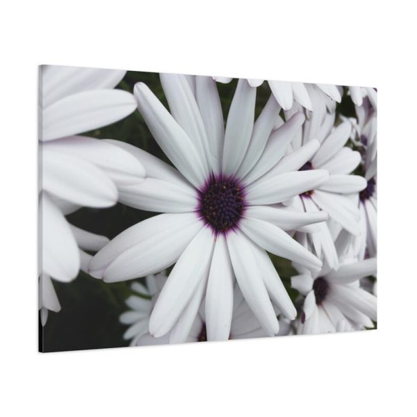 91638-415.jpg Flower Petal Standard Canvas