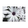 91638-416.jpg Flower Petal Standard Canvas