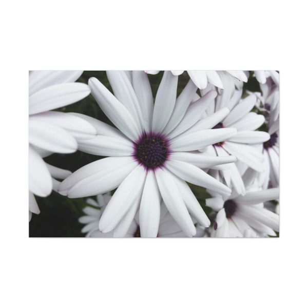 91638-416.jpg Flower Petal Standard Canvas